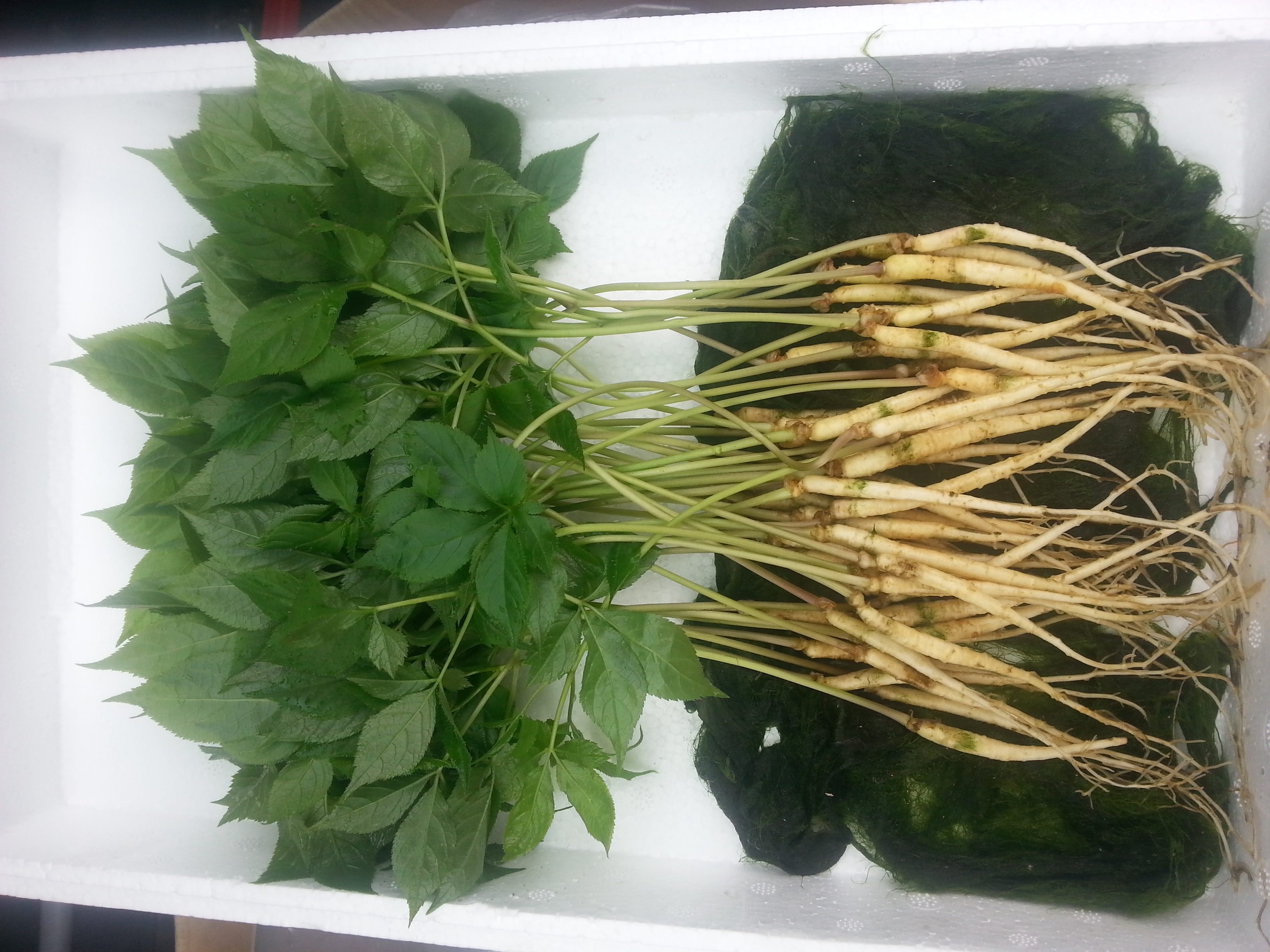 두두아쿠아 무농약 수경인삼 – 뒤·줄기·잎 전초 수확 실제 현장